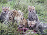 Cheetah Cubs Eating a Dead Animal, Ndutu, Ngorongoro, Tanzania