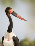 Close-Up of a Saddle Billed Stork Bird, Tarangire National Park, Tanzania