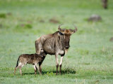 Newborn Wildebeest Calf with its Parent, Ndutu, Ngorongoro, Tanzania
