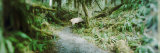 Trail in a Rainforest, Olympic National Park, Olympic Peninsula, Washington State, USA