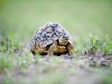 Leopard Tortoise Moving Slowly in a Field, Tarangire National Park, Tanzania