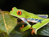 Red-Eyed Tree Frog on Leaves