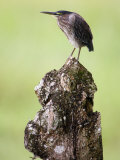Close-Up of a Green Heron, Cano Negro, Costa Rica