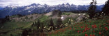 Wildflowers on Mountains, Mt Rainier, Pierce County, Washington State, USA