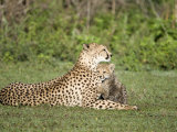 Cheetah Cub Playing with its Mother, Ndutu, Ngorongoro, Tanzania