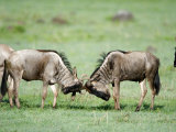 Buy Wildebeests Fighting in a Field, Ndutu, Ngorongoro, Tanzania at AllPosters.com