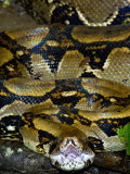 Close-Up of a Boa Constrictor, Arenal Volcano, Costa Rica