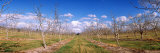 Walnut Orchard, Central Valley, California, USA