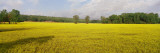 Buy Wildflowers in a Field, Ozark Mountains, Arkansas, USA at AllPosters.com