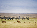 Lion Family Looking at a Herd of Zebras in a Field, Ngorongoro Crater, Ngorongoro, Tanzania
