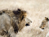Lion and a Lioness in a Mating Ritual, Ngorongoro Crater, Ngorongoro, Tanzania