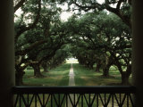 Buy Oak Trees in Front of a Mansion, Oak Alley Plantation, Vacherie, Louisiana, USA at AllPosters.com