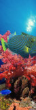 Orange-Lined Triggerfish and Soft Corals in the Ocean