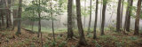 Buy Trees in a Forest, Old Forge, Adirondack Mountains, Herkimer County, New York State, USA at AllPosters.com