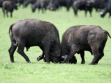 Cape Buffalo Bulls Sparring, Ngorongoro Crater, Ngorongoro, Tanzania