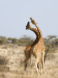 Reticulated Giraffes Necking in a Field, Samburu National Park, Rift Valley Province, Kenya