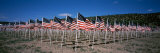 American Flags Laid Out in a Field, Questa, Taos County, New Mexico, USA