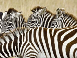 Five Zebras on the Plain, Masai Mara, Kenya
