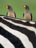 Yellow-Billed Oxpeckers on Top of a Zebra, Ngorongoro Crater, Ngorongoro, Tanzania