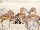 Impalas Fighting in a Forest, Serengeti, Tanzania