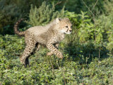 Cheetah Cub Running in a Forest, Ndutu, Ngorongoro, Tanzania