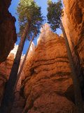 Utah, Bryce Canyon National Park, Douglas Fir Trees in Slot Canyon, USA