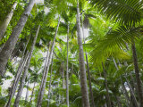 Queensland, Fraser Island, Tropical Palms in the Rainforest Area of Wanggoolba Creek, Australia