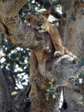 Lioness Rests in a Fig Tree in the Ishasha Area of Queen Elizabeth National Park