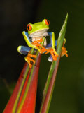 Buy Close-Up of a Red-Eyed Tree Frog Sitting on a Heliconia Flower, Costa Rica at AllPosters.com