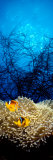 Mat Anemone and Allard's Anemonefish in the Ocean