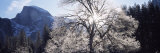 View of a Snow Covered Oak Tree, Yosemite National Park, California, USA