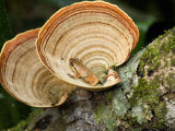 View of a Golden Palm Tree Frog on Tree Fungus, Madagascar