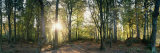 Trees in a Forest, Black Forest, Freiburg Im Breisgau, Baden-Wurttemberg, Germany