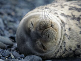 South Shetlands Islands, Half Moon Island, Weddell Seal, Antarctica