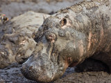Katavi National Park, Hippos Wallow in Mud, Katuma River Dries at End of Long Dry Season, Tanzania