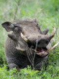 Warthog in a Field, Ngorongoro Crater, Ngorongoro, Tanzania