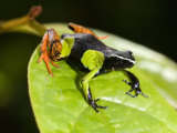 Close-Up of a Painted Mantella Frog, Madagascar