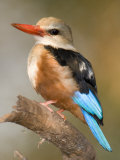Close-Up of a Grey-Headed Kingfisher Perching on a Branch, Tarangire National Park, Tanzania
