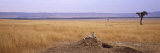 Cheetah Sitting on a Mound Looking Back, Masai Mara National Reserve, Kenya