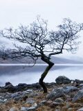 Solitary Tree on the Shore of Loch Etive, Highlands, Scotland, UK
