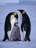 Weddell Sea, Riiser-Larsen Ice Shelf, Emperor Penguins and Chick, Antarctica