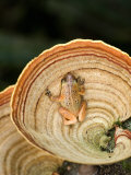 View of a Golden Palm Tree Frog on Tree Fungus, Madagascar
