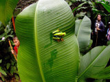 Close-Up of a Red-Eyed Tree Frog Sitting on a Banana Leaf, Costa Rica