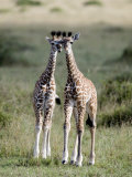 Masai Giraffes in a Forest, Masai Mara National Reserve, Kenya