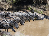 Burchell's Zebras Drinking Water from a River, Mara River, Masai Mara National Reserve, Kenya