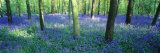 Bluebells in a Forest, Charfield, Gloucestershire, England