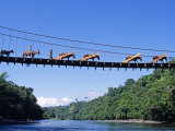 Mule Train Crossing a Bridge over the Rio Upano, Moreno Santiago Province, Ecuador
