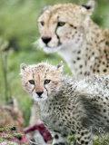 Cheetah Cub and its Mother Eating a Dead Animal, Ndutu, Ngorongoro, Tanzania