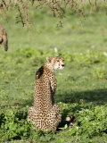 Cheetah Sitting in a Forest, Ndutu, Ngorongoro, Tanzania