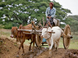 Buy A Burmese Man Drives His Ox Cart to a Dam to Collect Water in Locally Made Wooden Barrel, Myanmar at AllPosters.com